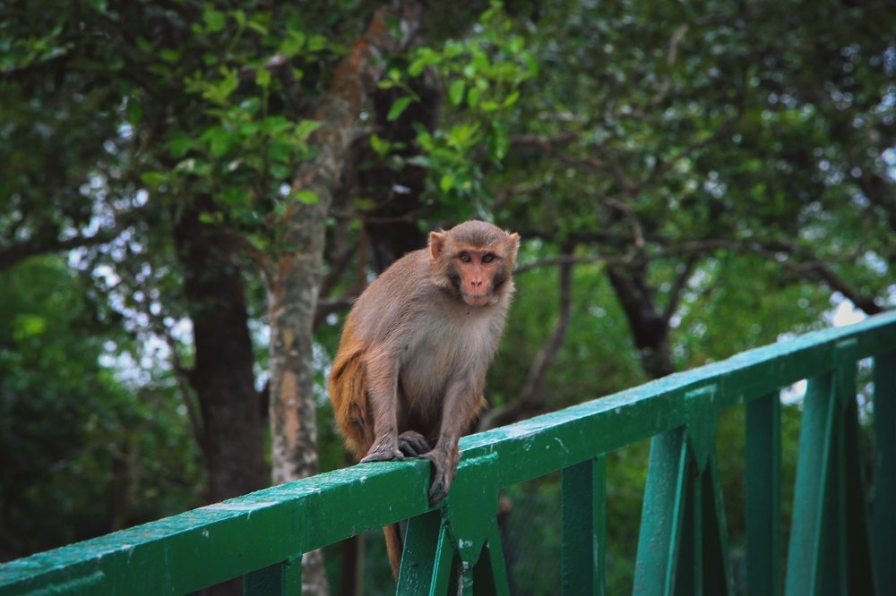 Photograph by Gazi Ishmam Hasan