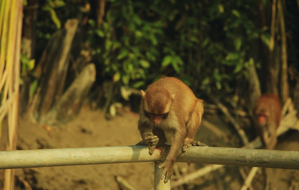 Photograph by Gazi Ishmam Hasan