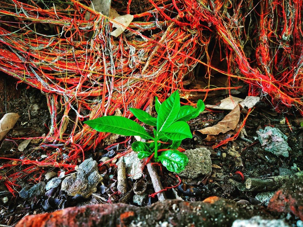 Photograph by Priyanka Sharma