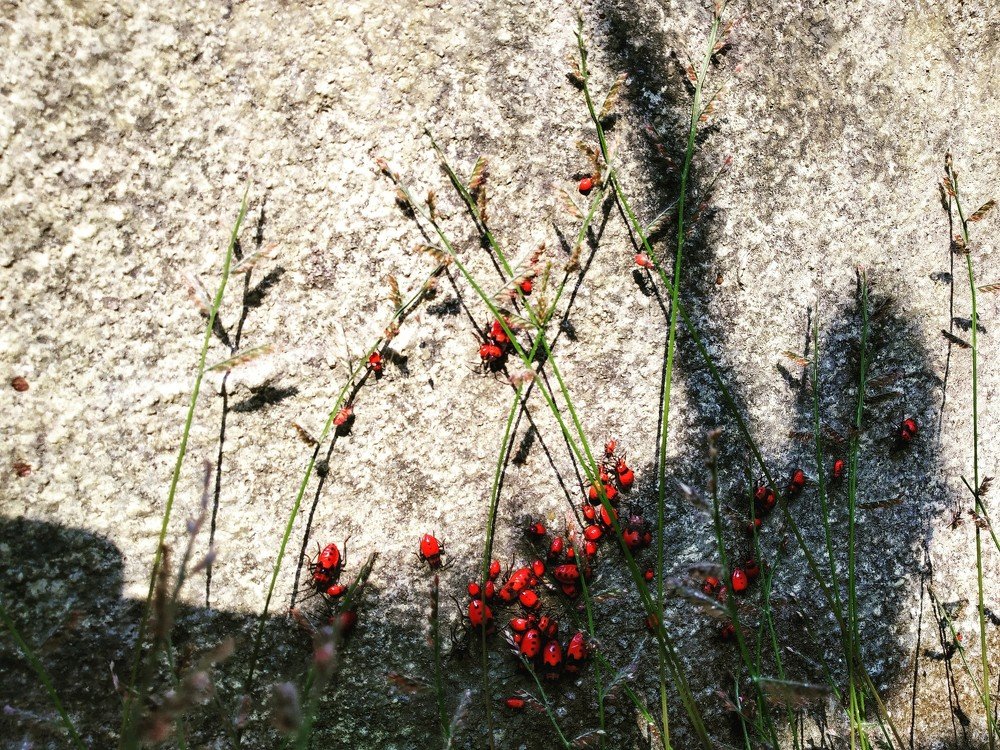 Photograph by Priyanka Sharma