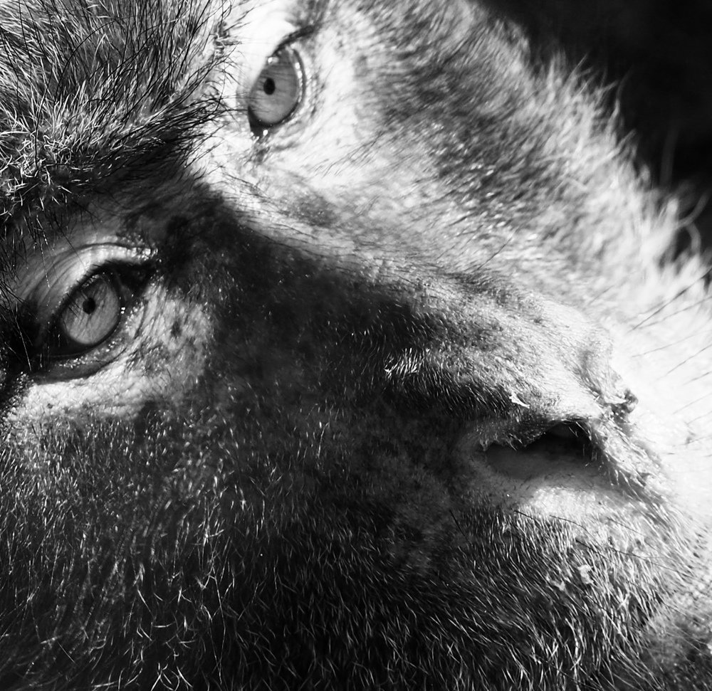 Photograph by Anca Uifalean