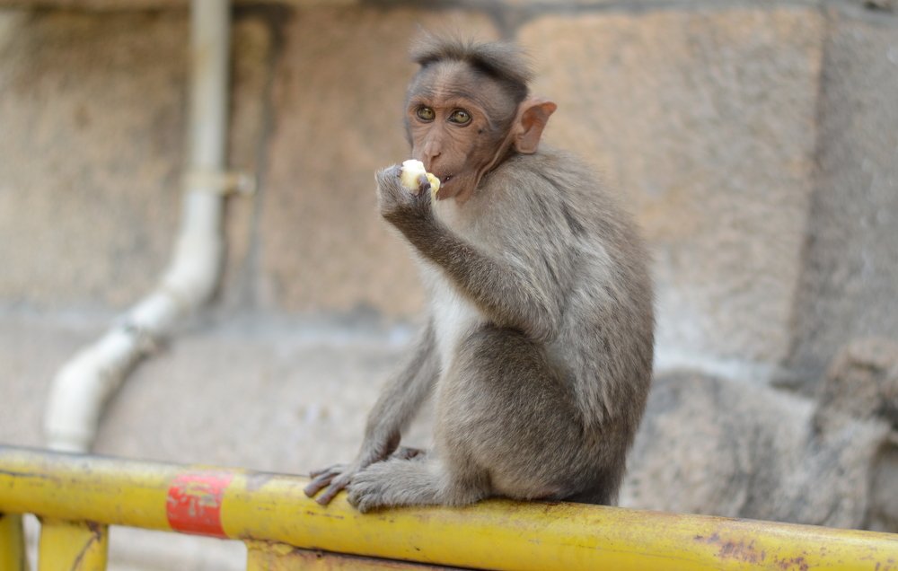 Photograph by Prabhu Viswanathan
