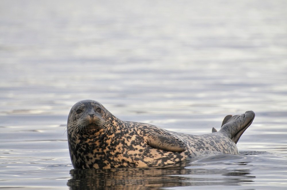 Photograph by Анна Стрельченко