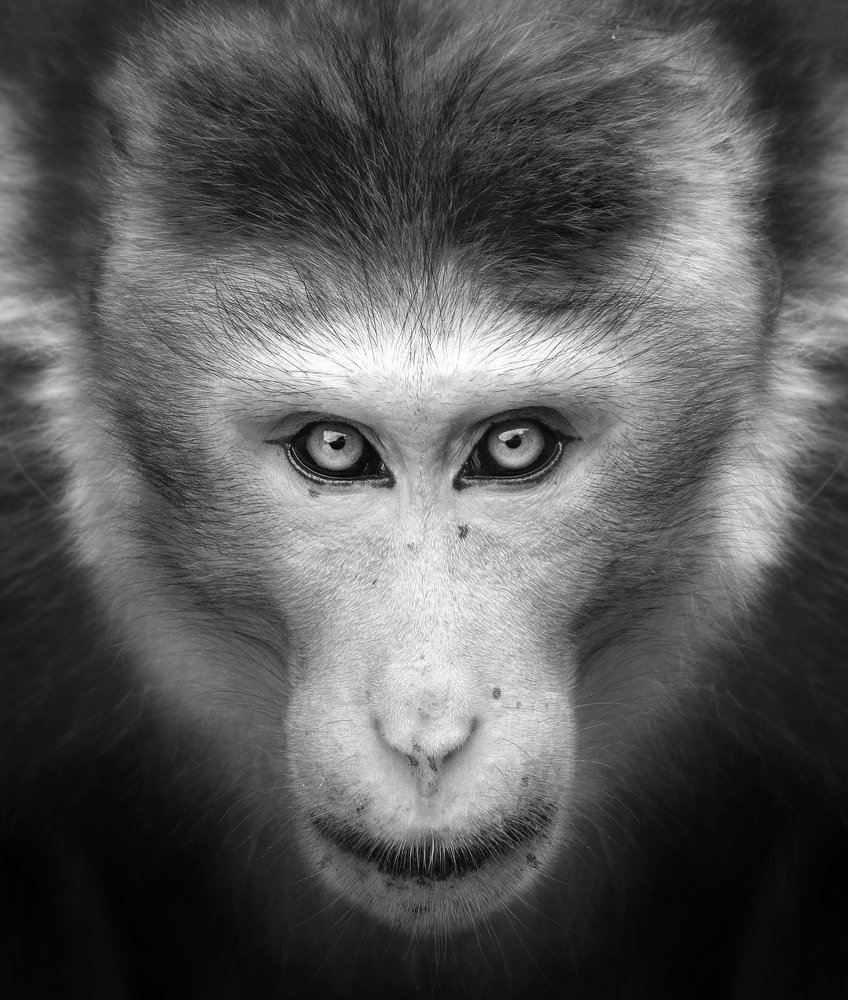 Photograph by Nyanamoli