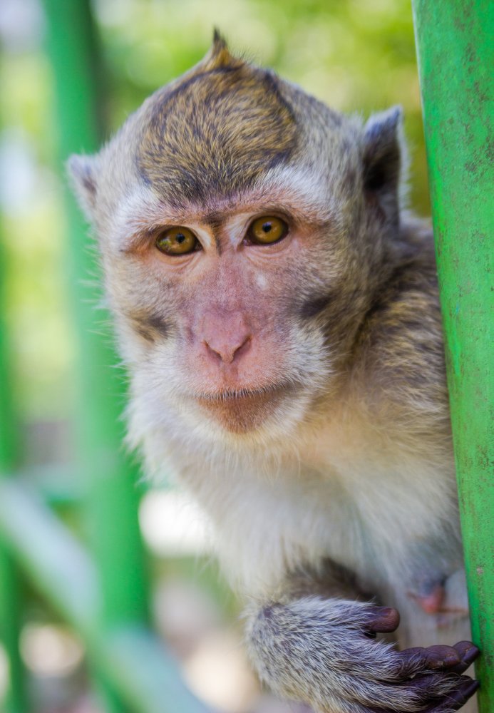 Monkey Portrait