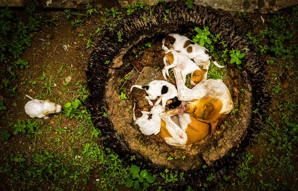 Photograph by Raaj Kiran