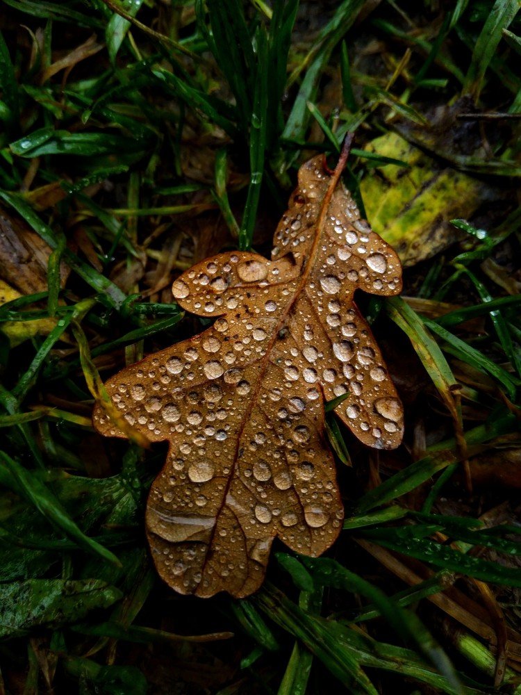 Фотография автора Виктор Конев