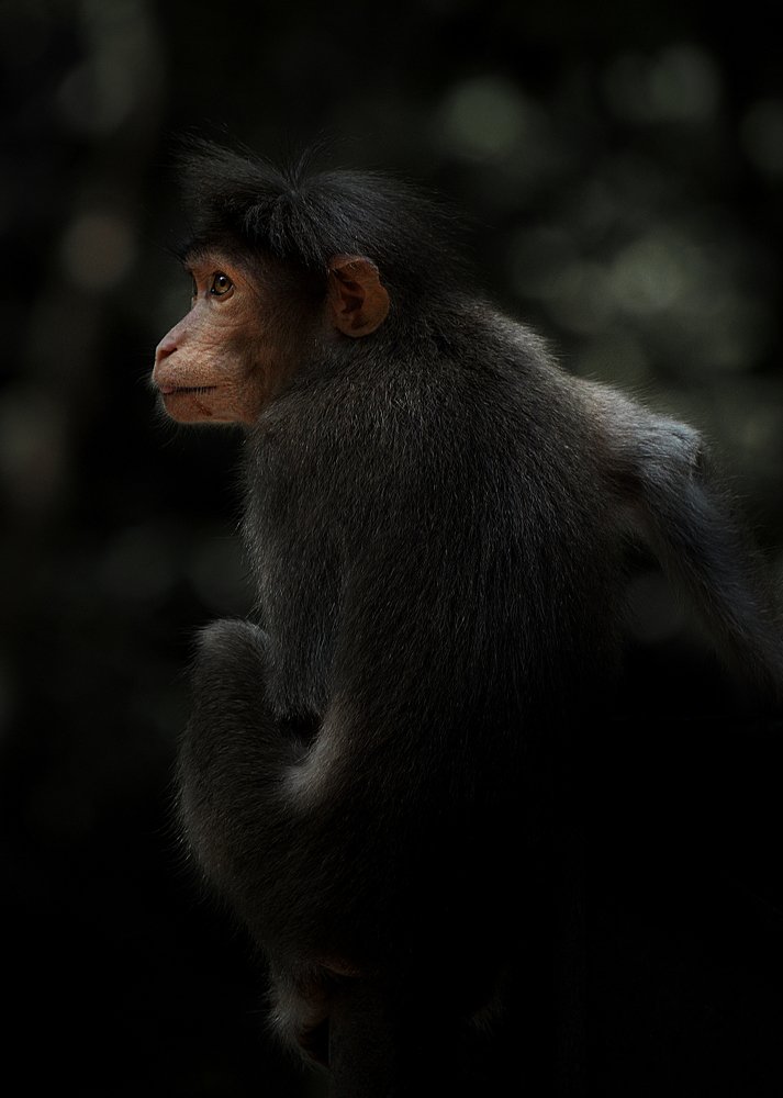 Фотография автора RanoosH ALi