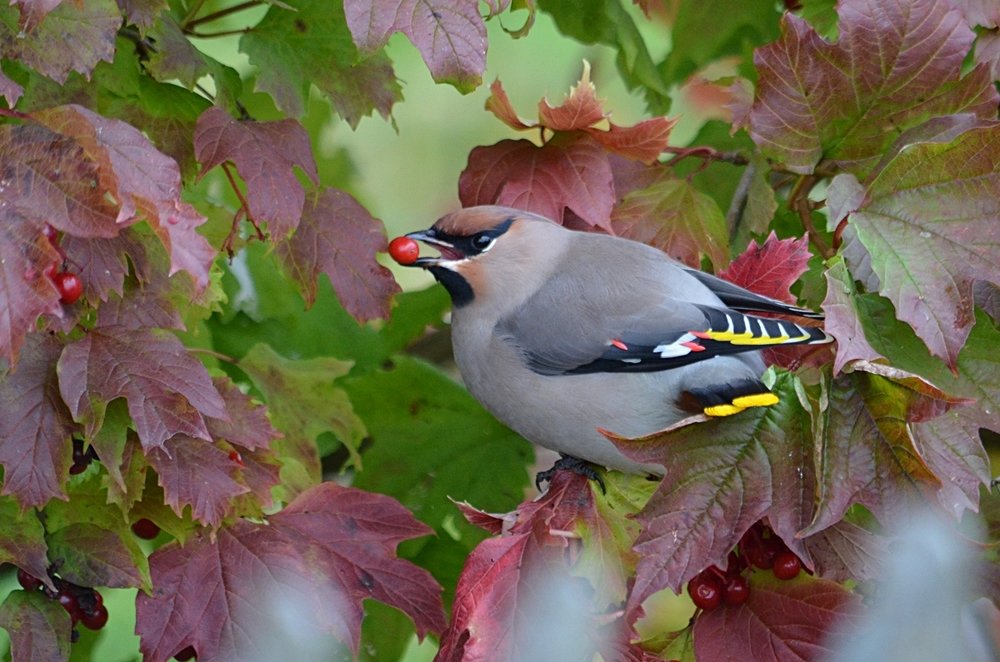 свиристель с калиной