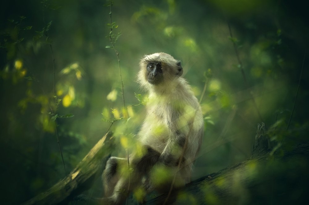 " It is the still silence of nature where one will find true bliss"