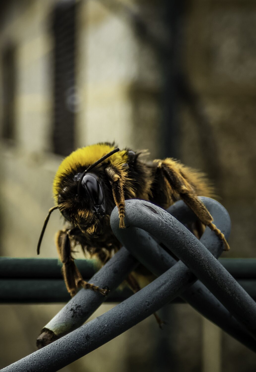 Bumblebee
