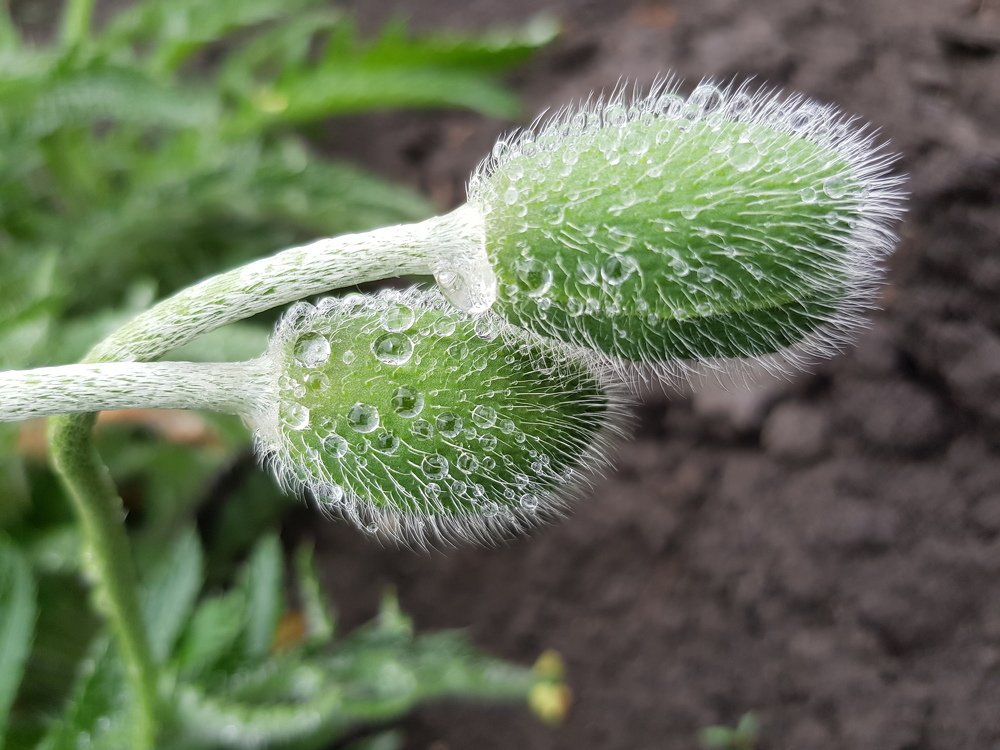 Майский дождь