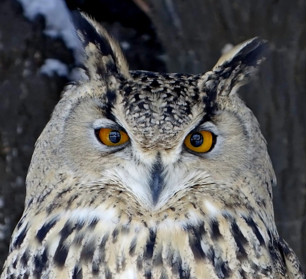 Разговор с филином...