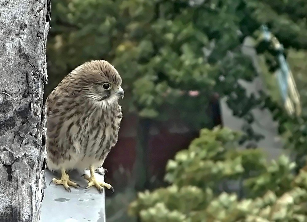 Молодая пустельга на карнизе многоэтажного дома в большом городе...