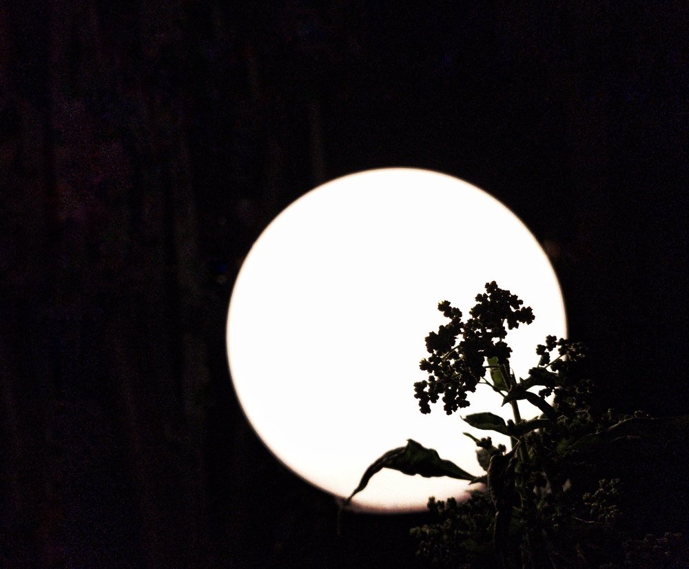 Photograph by Asie Habibi