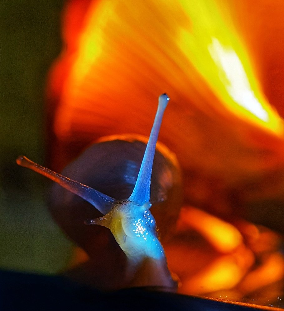 Инопланетянка