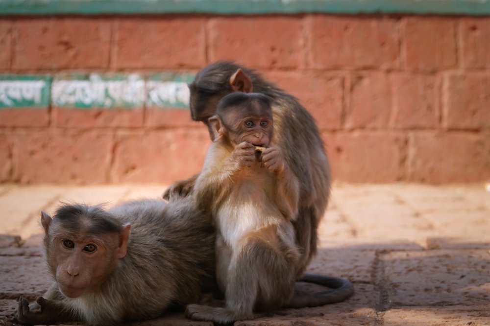 Photograph by Srinivas Pathipati