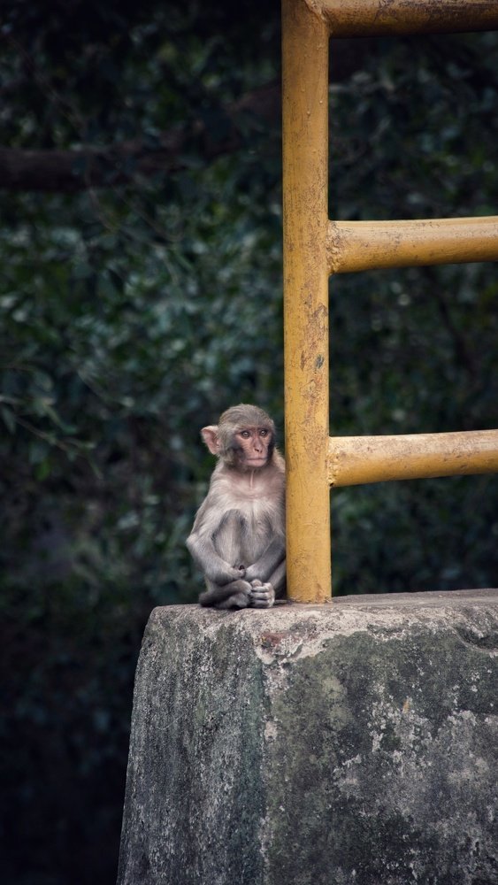 Photograph by Srinivas Pathipati