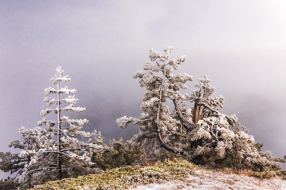 Первый снег