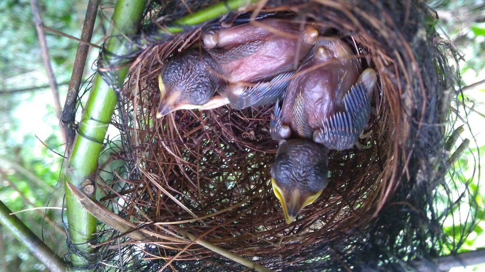 Photograph by Joel Guadron