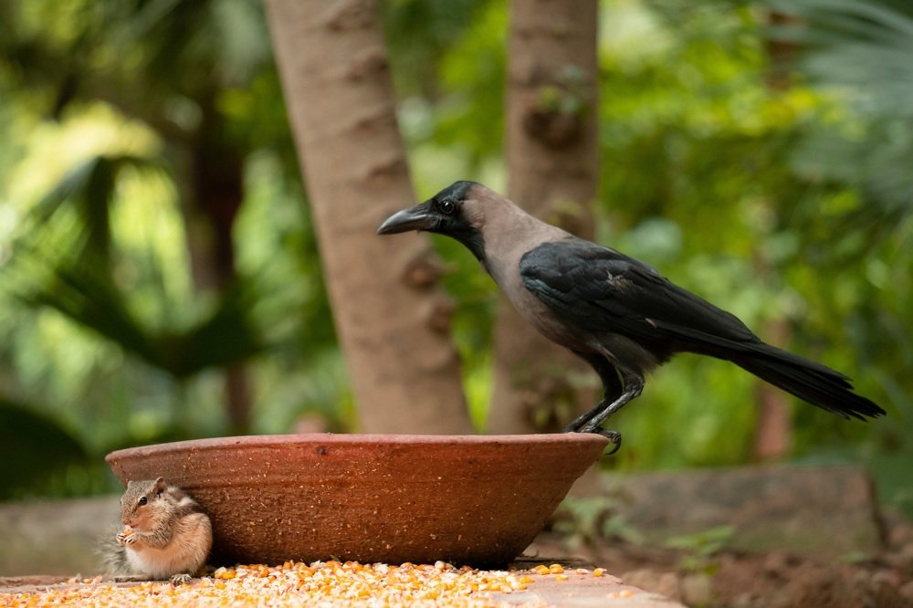 Photograph by Srinivas Pathipati