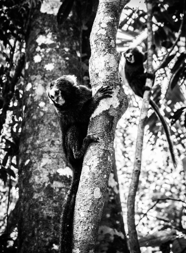 Photograph by Bruno Montine