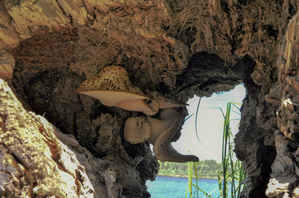 Photograph by Игорь Медянцев