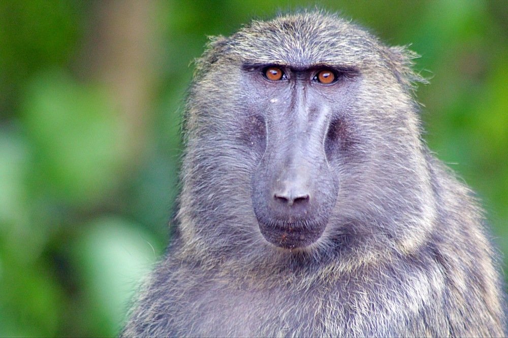 Photograph by Debbie Strauss