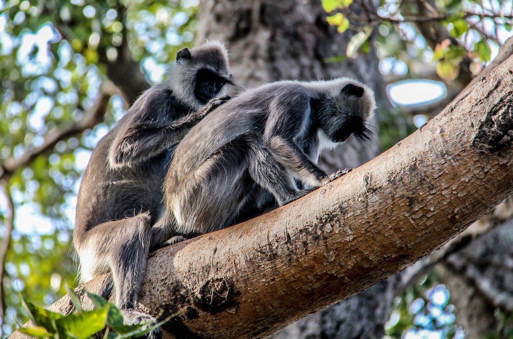 Photograph by Tilaxan Tilaxan