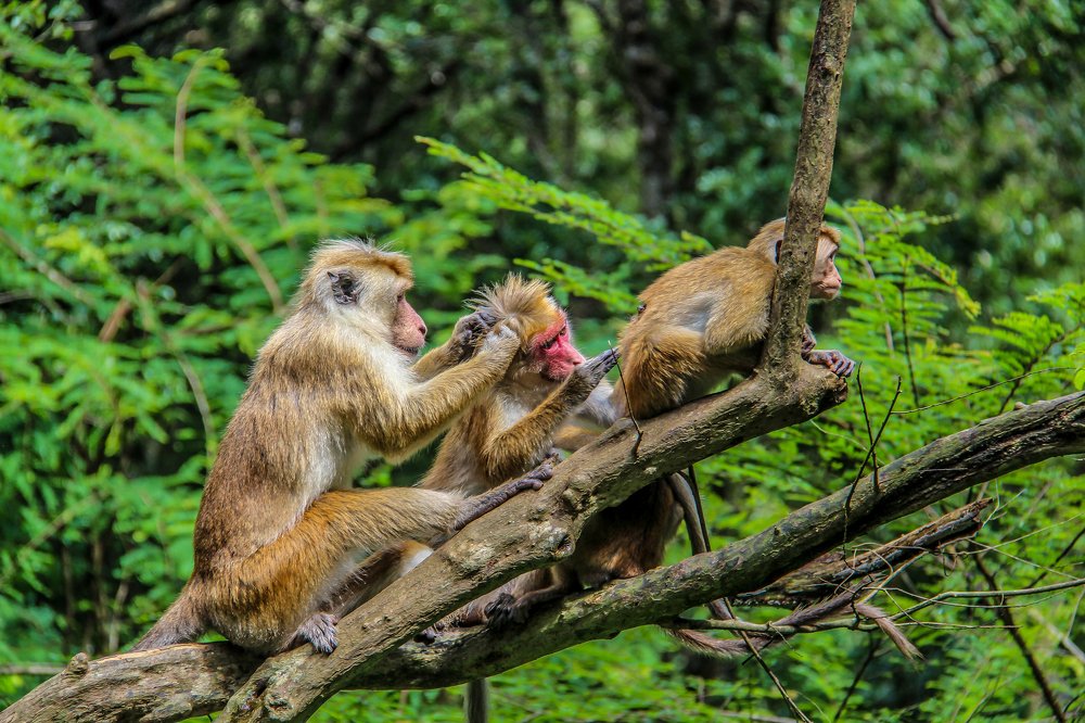 Photograph by Tilaxan Tilaxan