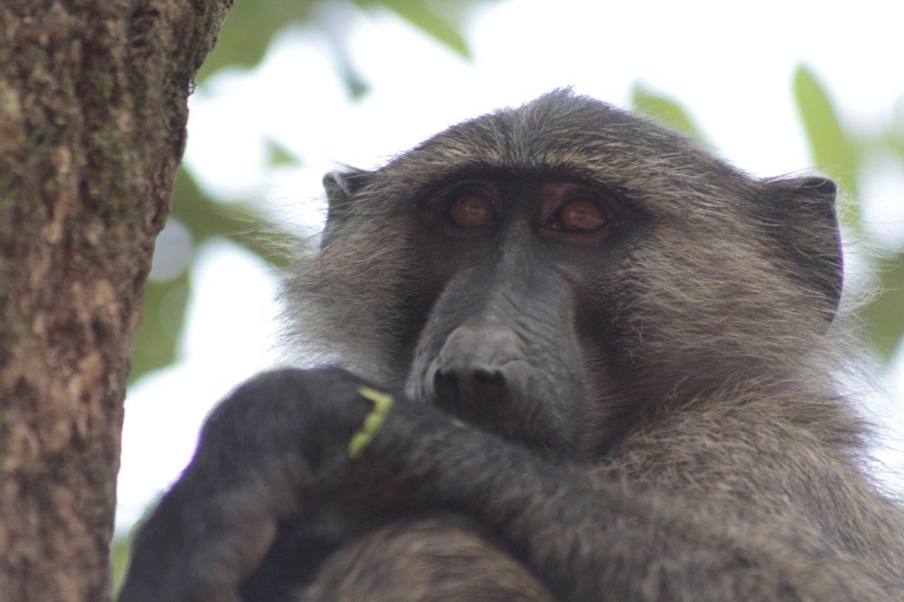 Photograph by Debbie Strauss