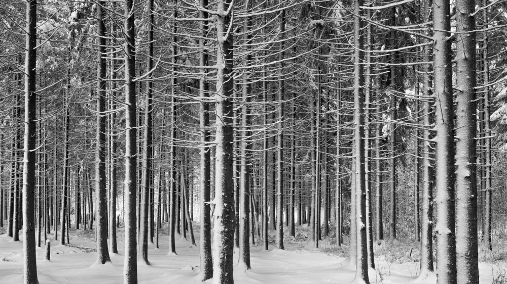 Photograph by Светлана Краюшкина