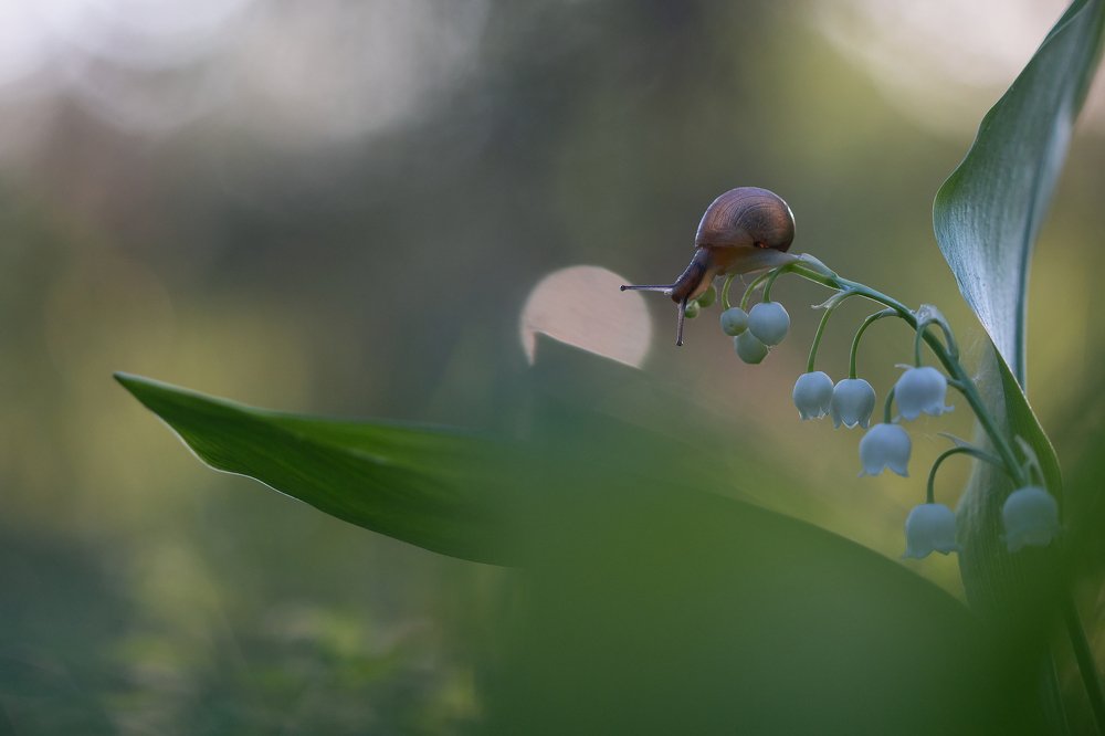 Photograph by Людмила Гудина