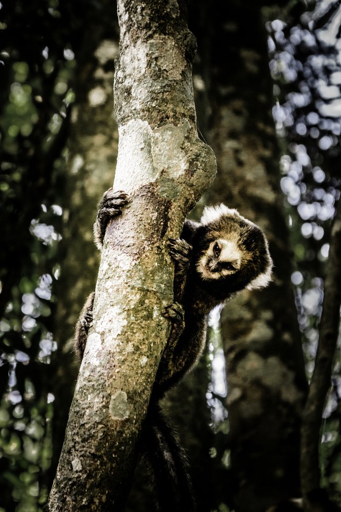 Photograph by Bruno Montine