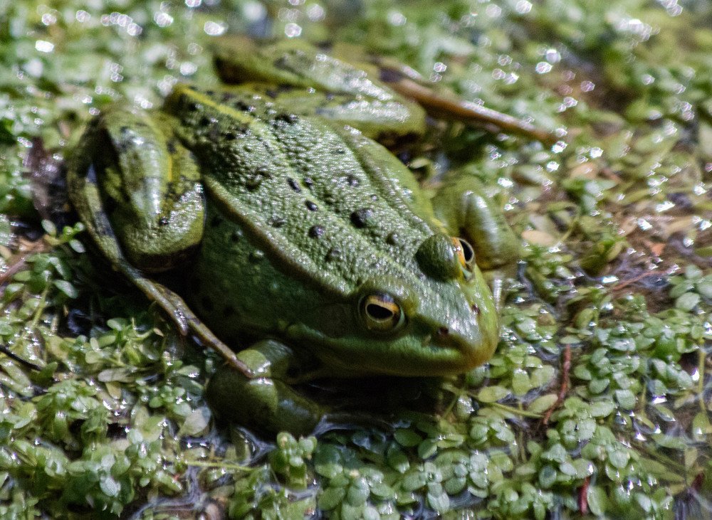 Случайный принц...
