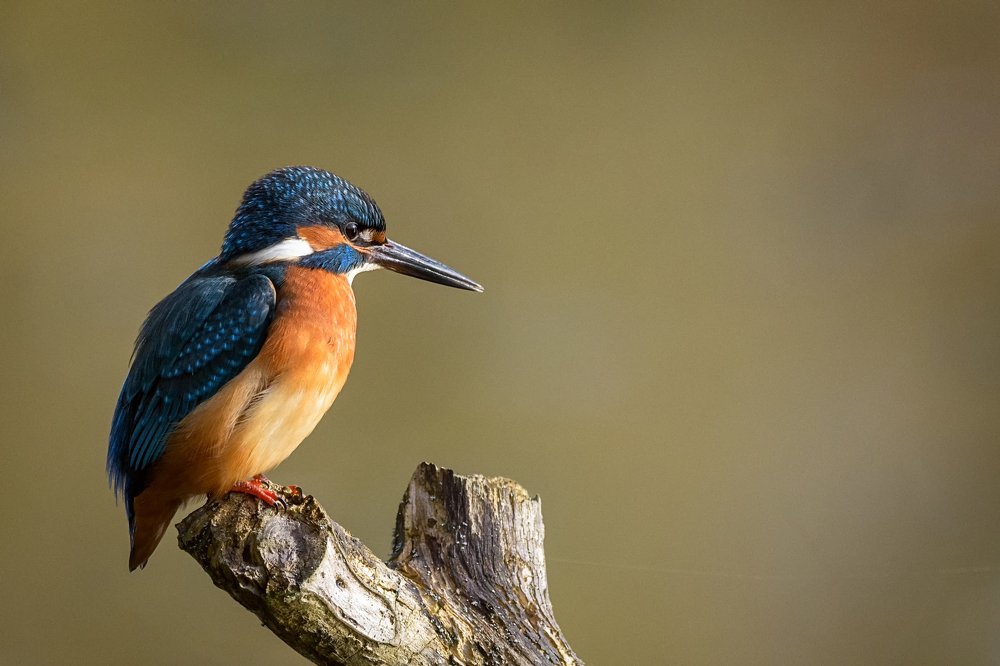 kingfisher on the lookout