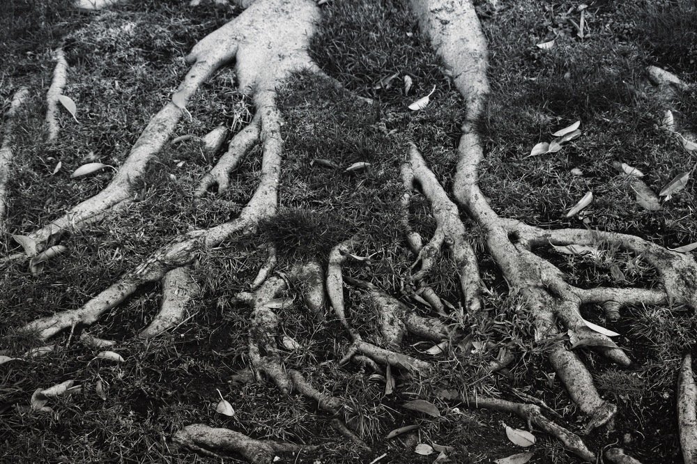 Photograph by Joseph Octaviani