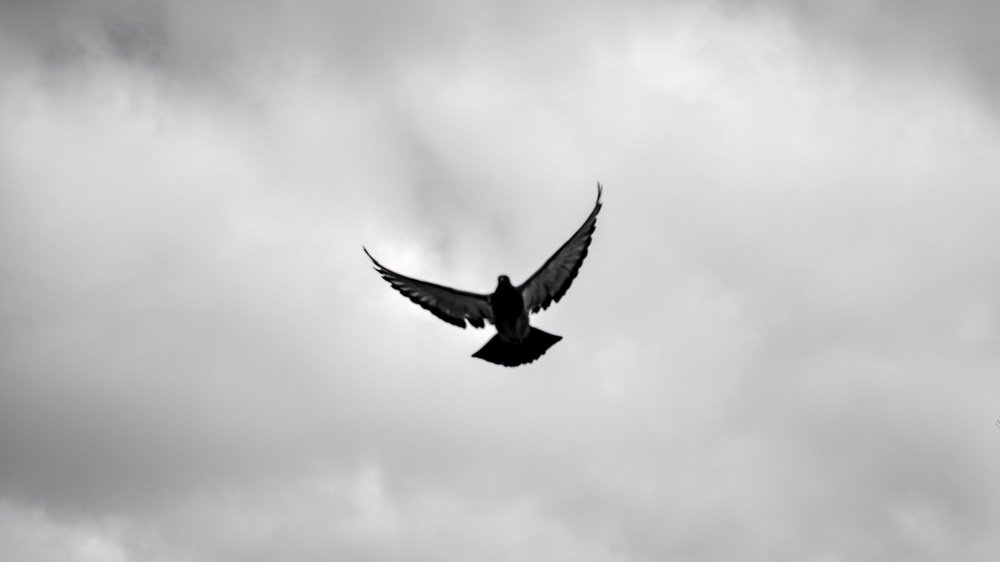 Photograph by Joseph Octaviani