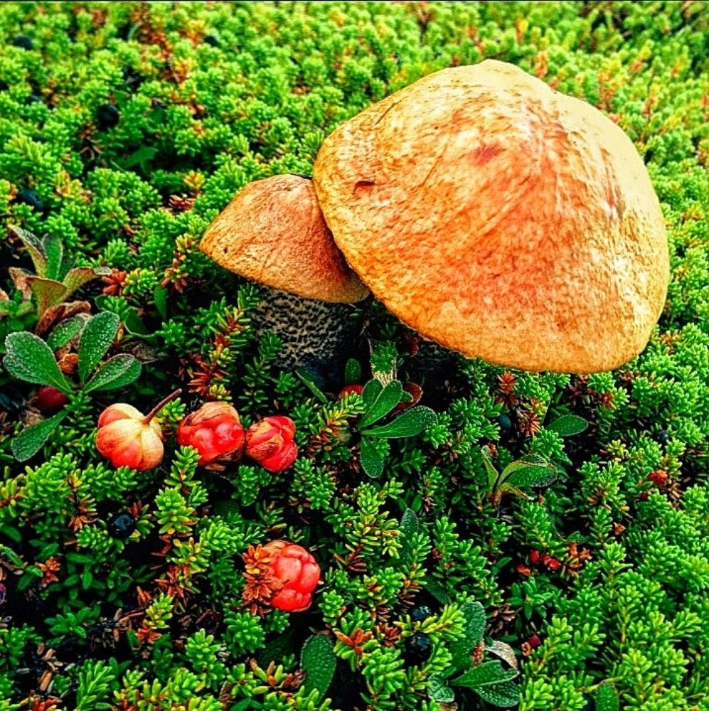 Дикия природа