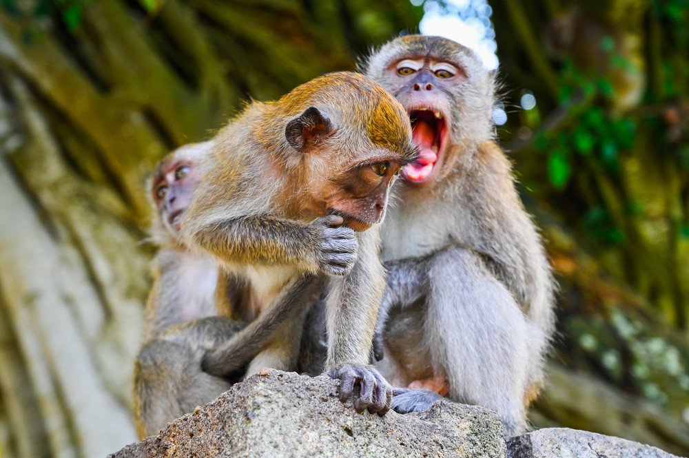 Photograph by Desmond Kok