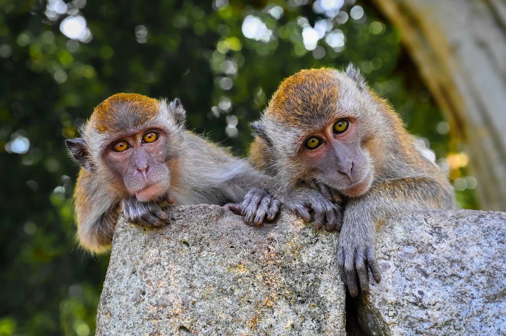 Photograph by Desmond Kok