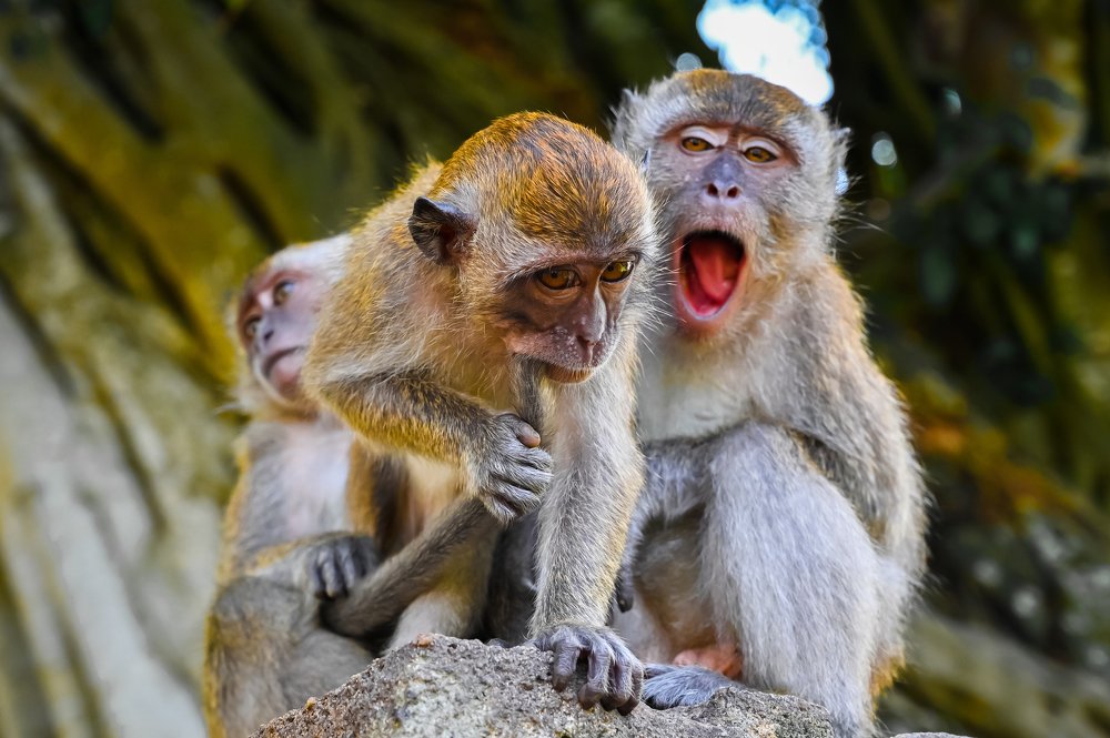 Photograph by Desmond Kok