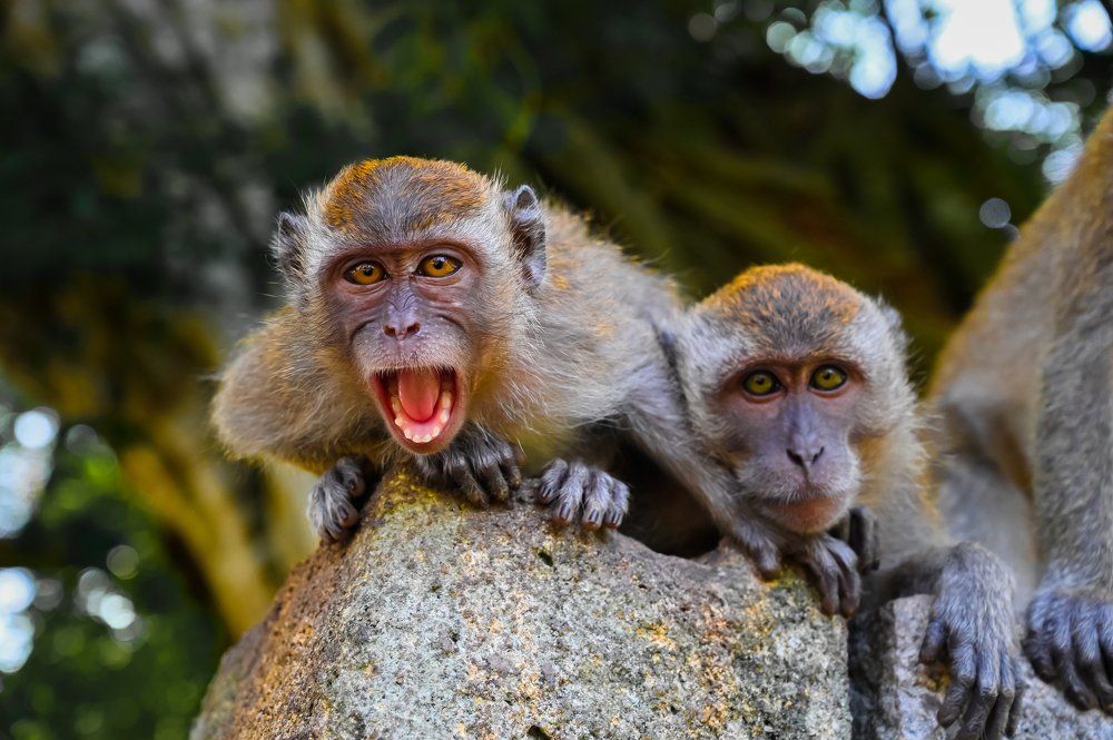 Photograph by Desmond Kok