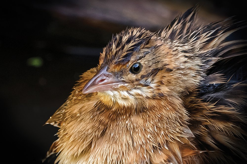 Портрет коростеля