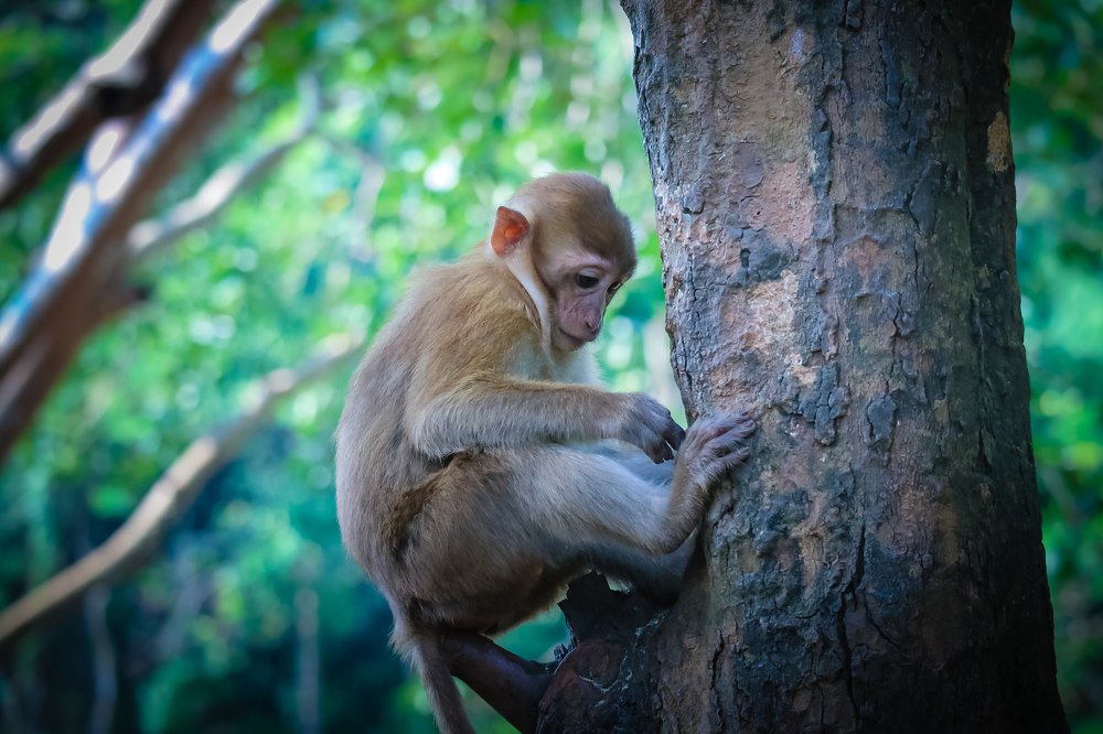 Photograph by kachachart duangket