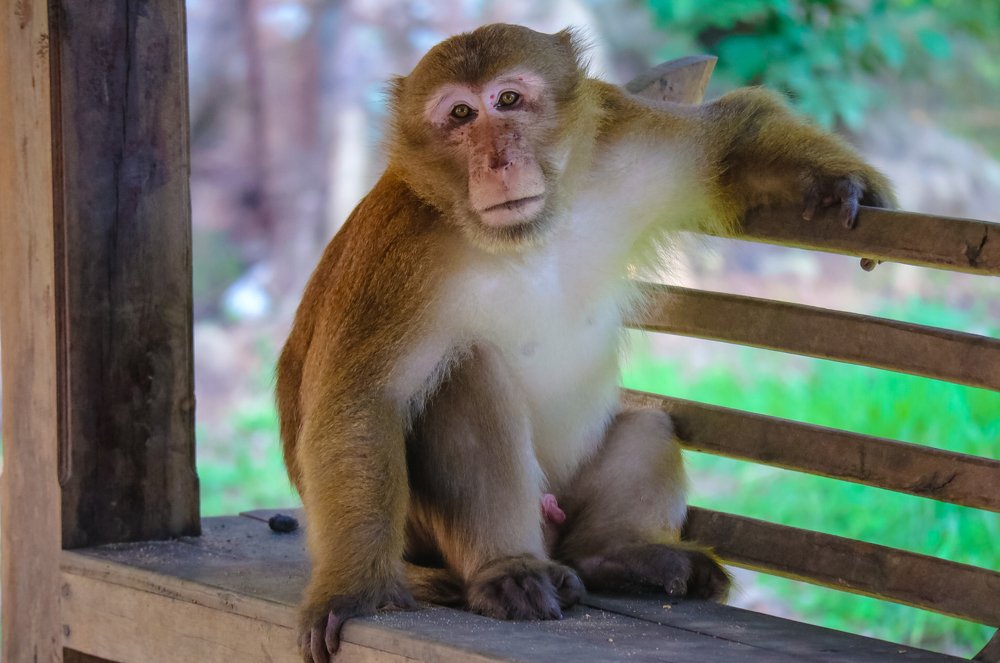 Photograph by kachachart duangket