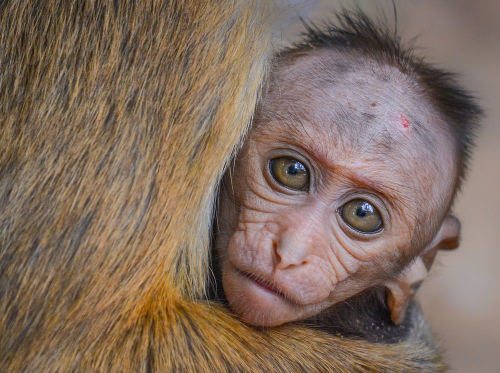 Photograph by Ravisara Jayamanna