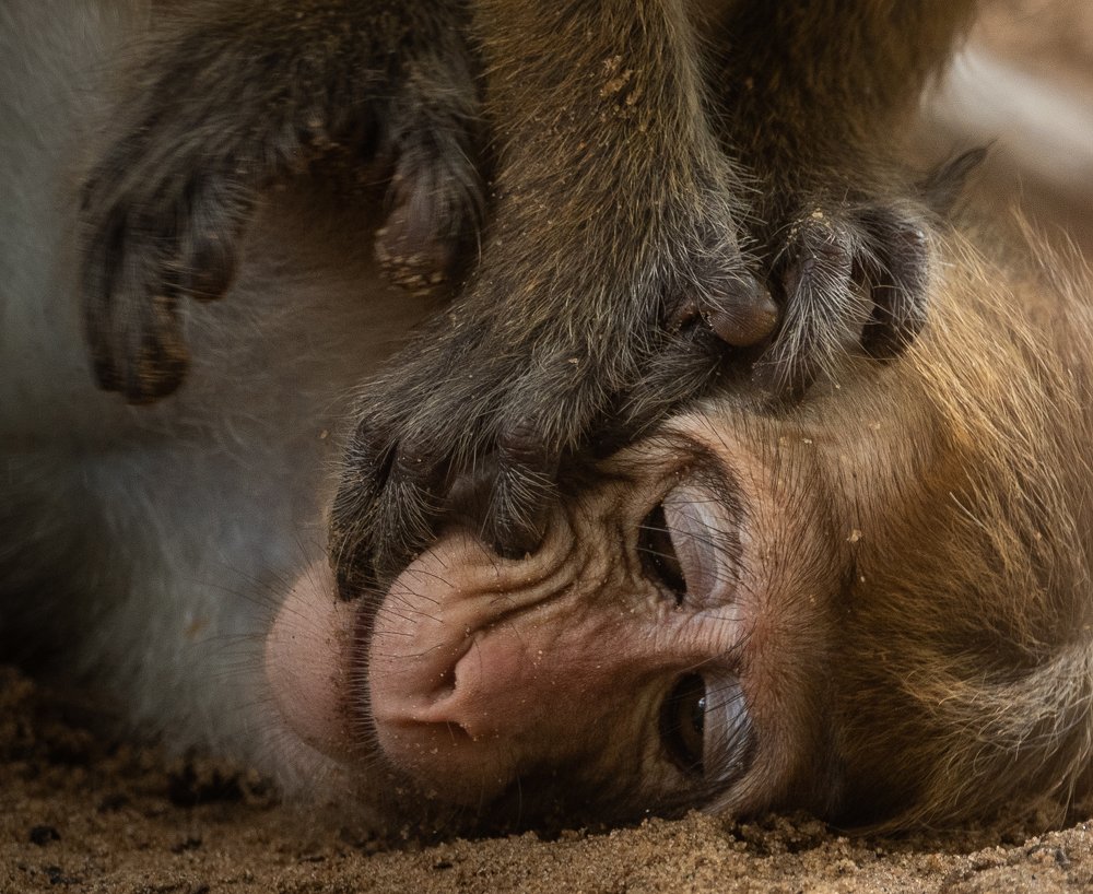 Photograph by Ravisara Jayamanna