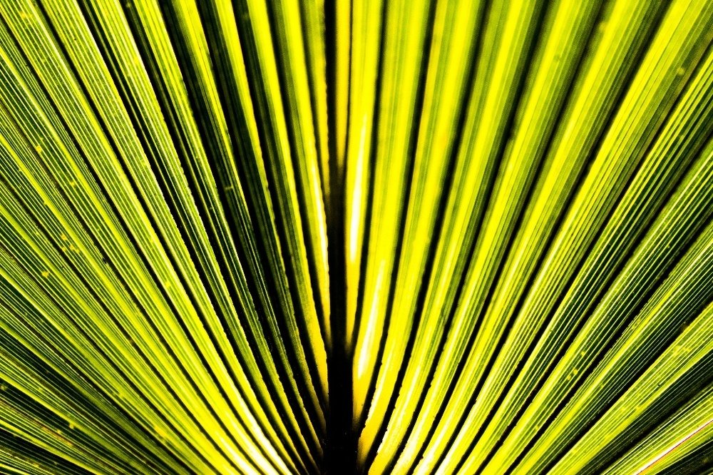 Photograph by Anubhav Saxena