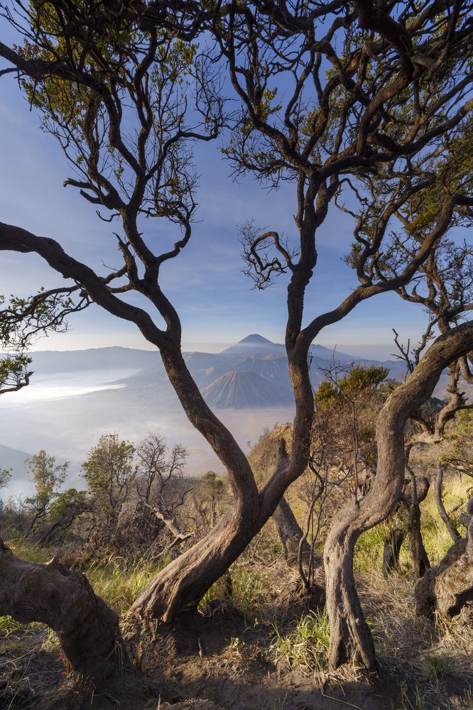 Dancing tree